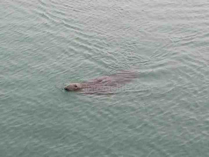 Avistada una cria de foca monje en las aguas de Melilla