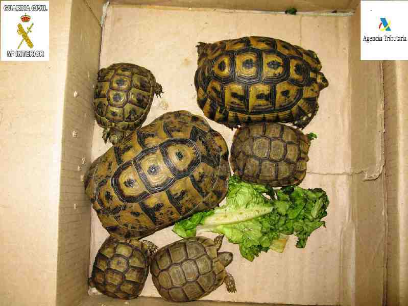 La Guardia Civil recupera 6 tortugas de una especie protegida en el puerto de Melilla