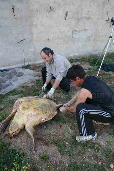 Encuentran una gran tortuga boba muerta en la playa de Melilla