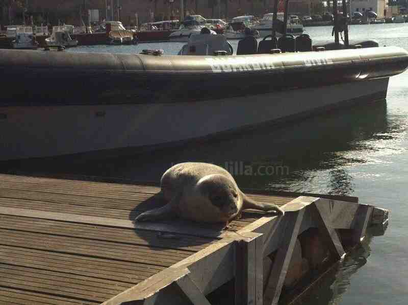 Avistada una cria de foca monje en las aguas de Melilla