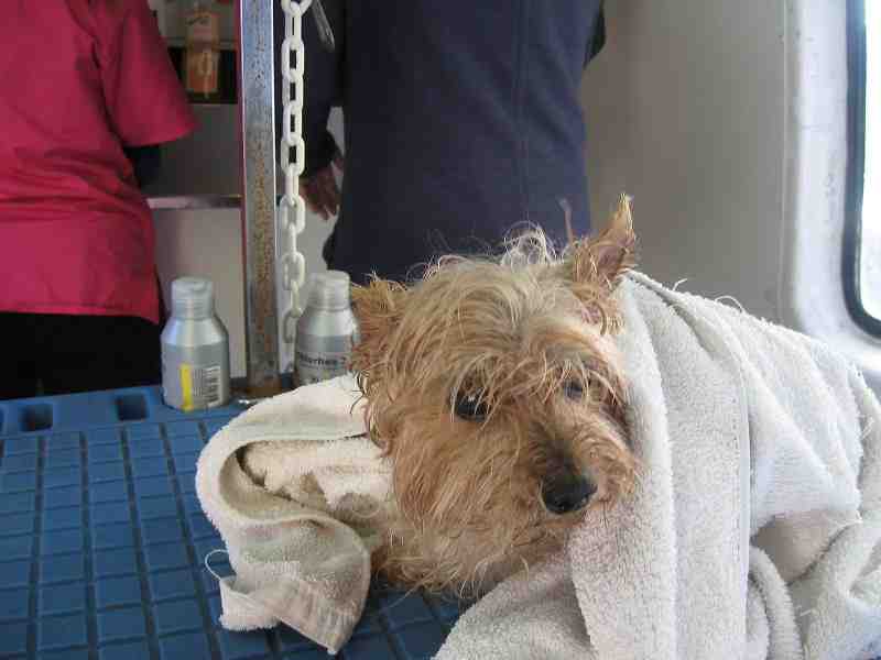 Coqueteo domiciliario no exento de cariño para las mascotas de la casa