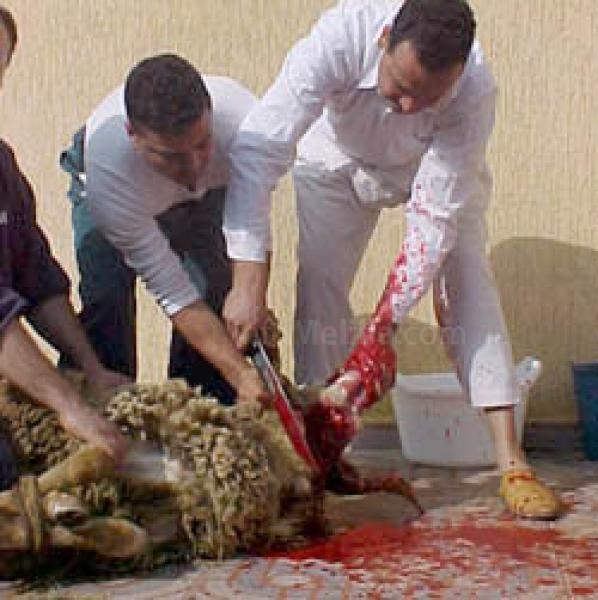 Más de 5.100 borregos sacrificados hoy en Melilla para la celebración del Aid El Kebir