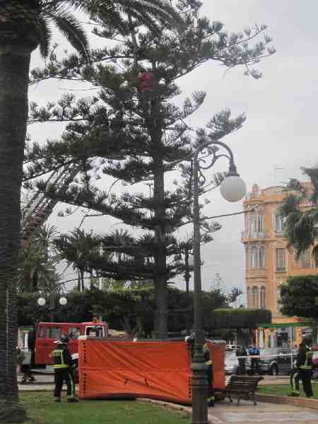 Un ciudadano subsahariano se sube a un árbol de la Plaza de España para reivindicar su salida a la Península