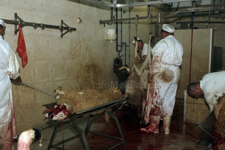 Tan sólo 75 familias musulmanas eligen el matadero municipal para el sacrificio de sus borregos