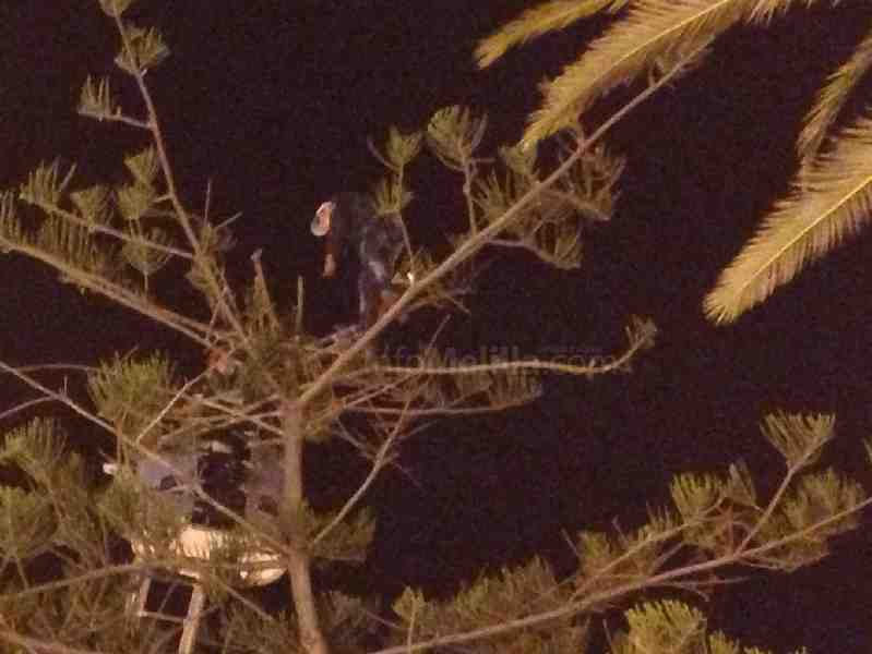 Un argelino vuelve a subirse a un árbol y termina saltando al colchón de los bomberos