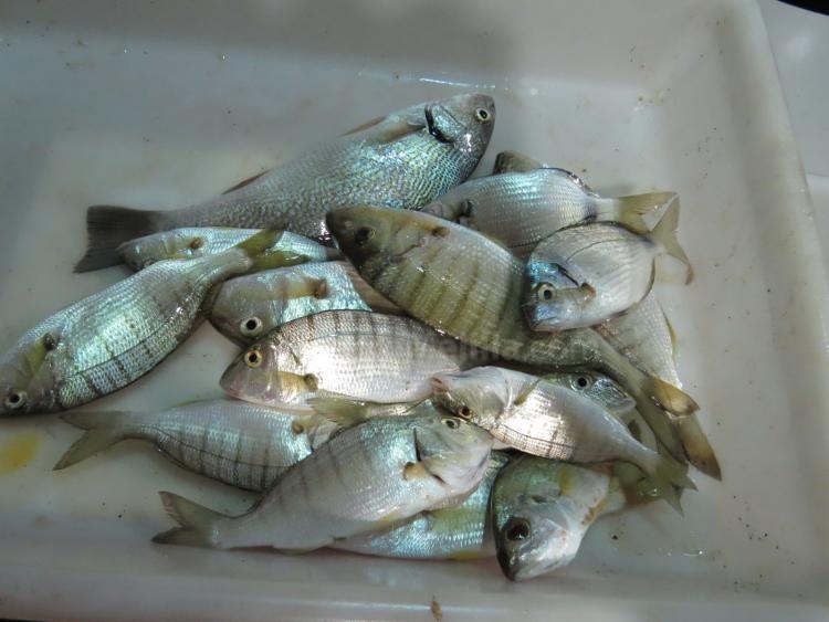 Pesca: Se celebró el III Open RCM de Melilla