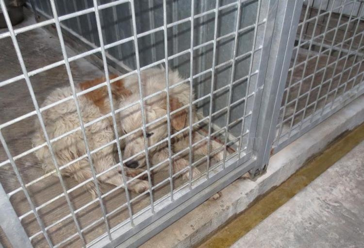 El perro fue retirado de la vía pública de forma inmediata