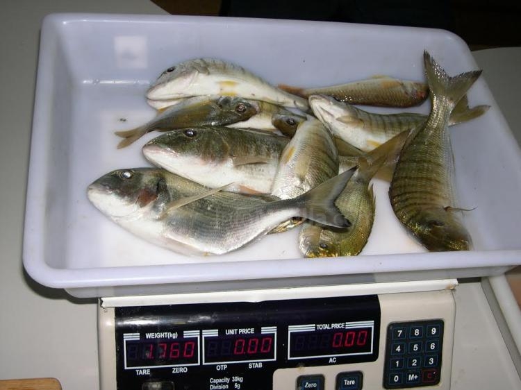 Pesca: Se disputa la primera manga de la segunda fase de los selectivos para el Campeonato de España