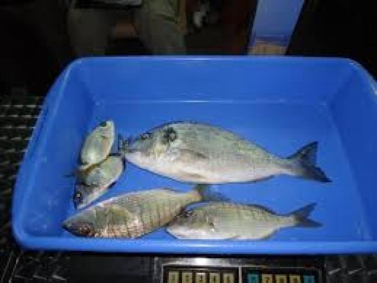 Pesca Campeonato de España Mar-Costa: Los sevillanos del “Giraldillo”, vencedores