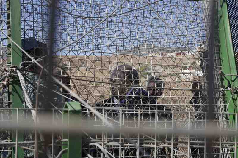 Sólo el 0,86 por ciento de los inmigrantes que han intentado entrar en Melilla lo han logrado desde la instalación de la malla antitrepa