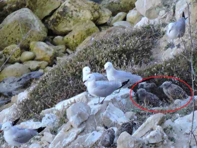 Guelaya se congratula del hallazgo de una nueva colonia de gaviota de Audouin en Melilla
