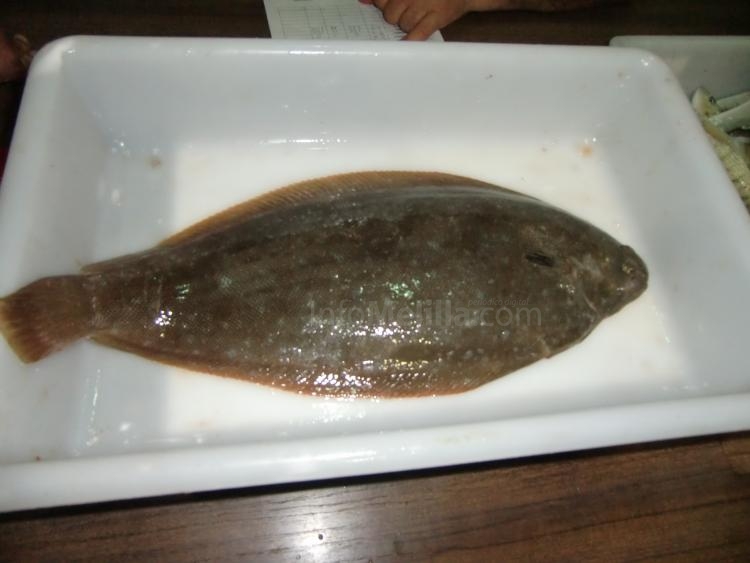 Pesca: La Federación melillense inicia los selectivos para los Campeonatos de España