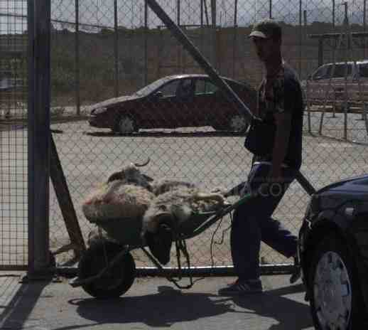 Unos 4.500 borregos entrarán en Melilla para el Aid El Kebir