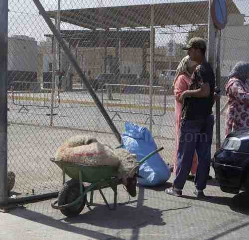 Unos 4.500 borregos entrarán en Melilla para el Aid El Kebir