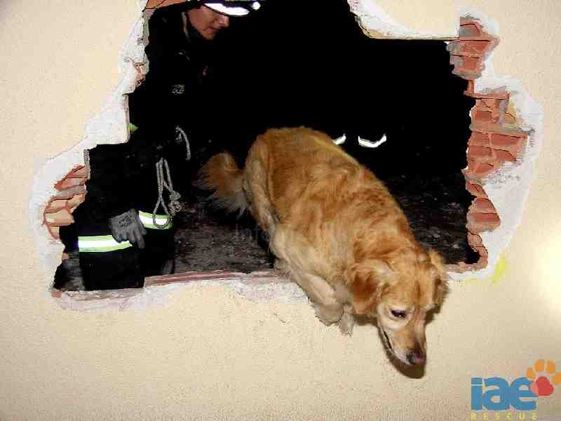 Los voluntarios de IAE de Melilla y Valencia llevan a cabo un simulacro de terremoto simultáneo en ambas ciudades
