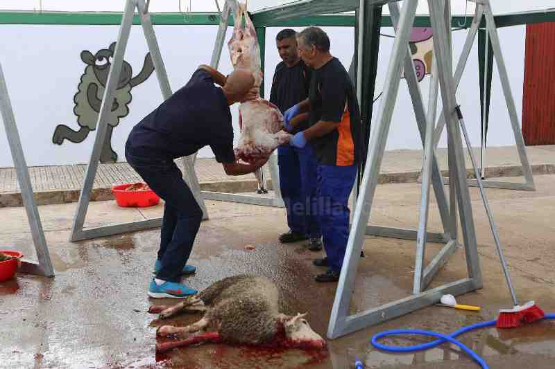 El PACMA exige prohibir los sacrificios de animales en ritos religiosos