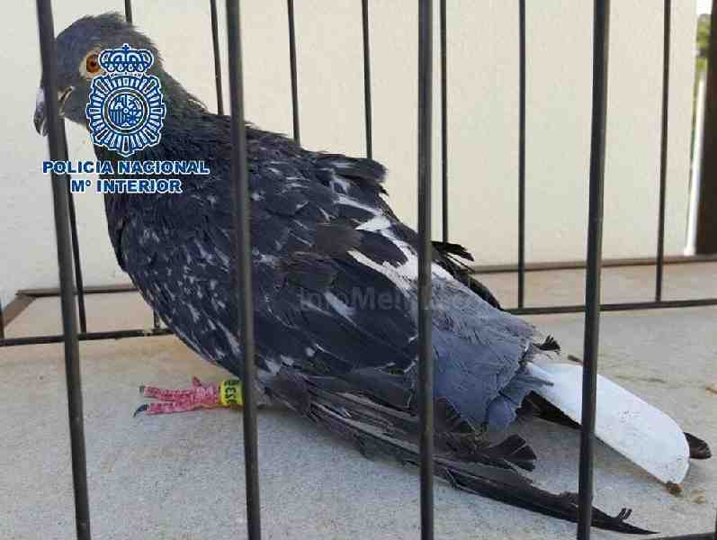 Una de las aves recuperadas