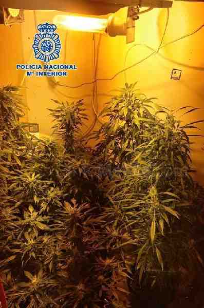 La Policía Nacional detiene a un individuo tras hallar en su vivienda una plantación de marihuana