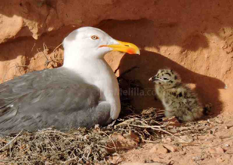 Guelaya alerta de problemas crecimiento de población de gaviota patiamarilla