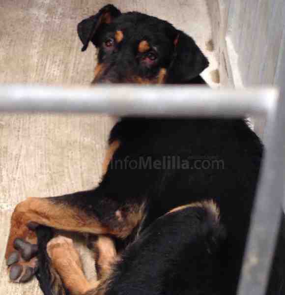 Refuerzan la recogida de animales vagabundos por el aumento de casos de rabia en Melilla