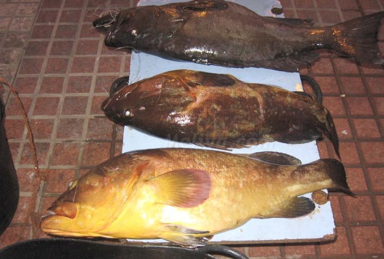 Tres buenos 'pavos'.