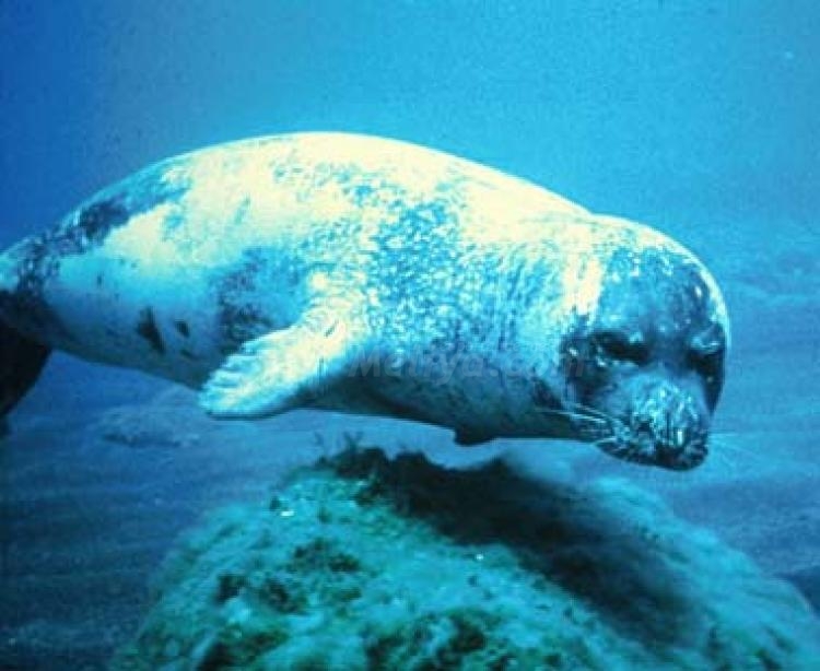 Nace la pequeña 'Sofía', una foca monje en aguas mediterráneas