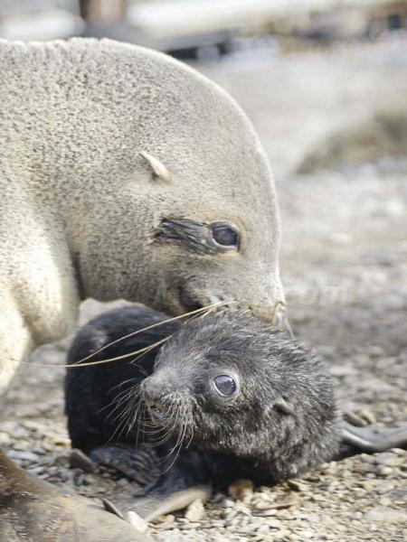 Nace la pequeña 'Sofía', una foca monje en aguas mediterráneas