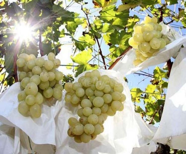 Un siglo poniéndonos hasta las trancas de uvas de la suerte