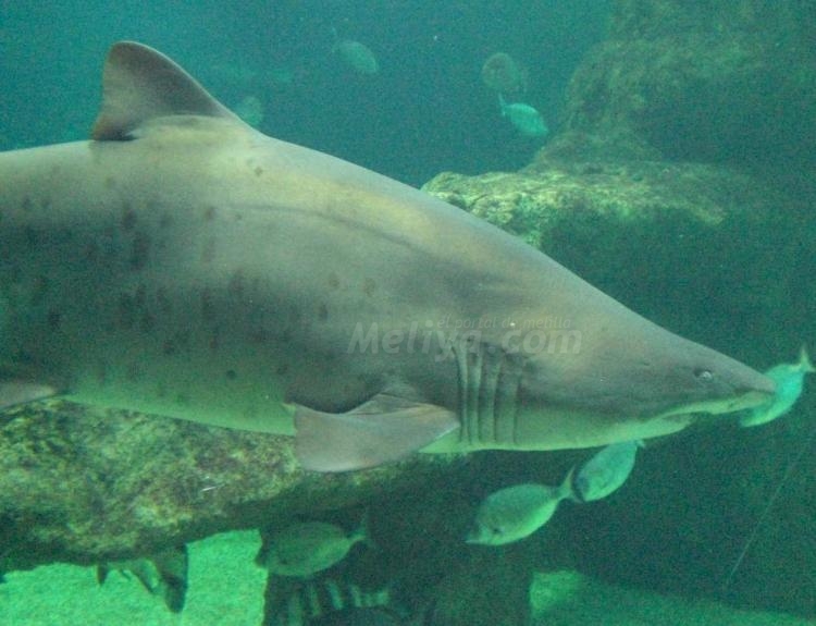 Menudo ejemplar de tiburón toro.