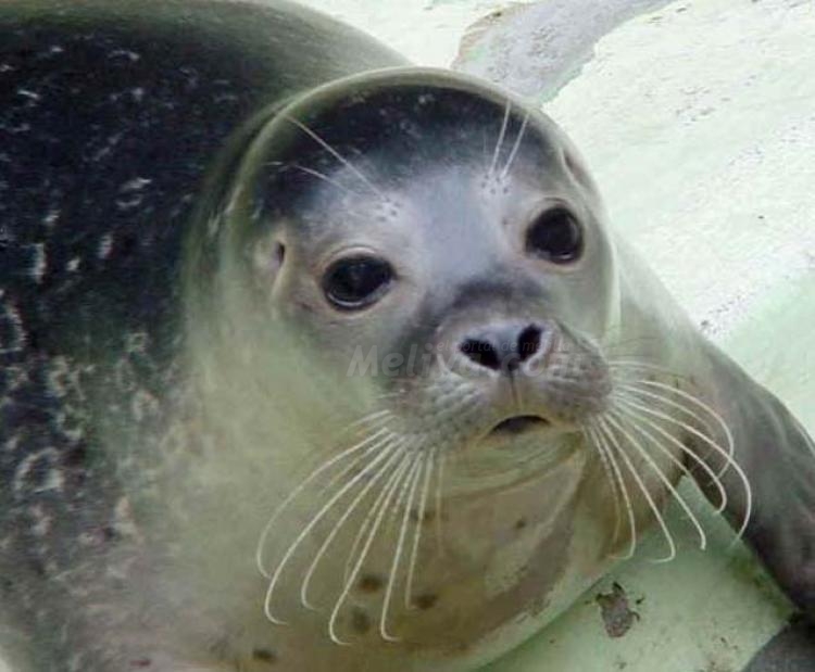 Nace la pequeña 'Sofía', una foca monje en aguas mediterráneas