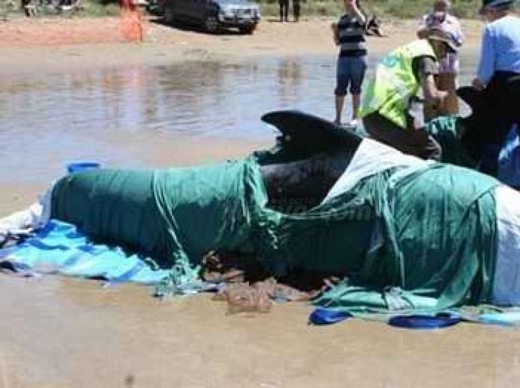 La última década arroja un triste balance de 1.762 varamientos en las costas cercanas a Melilla
