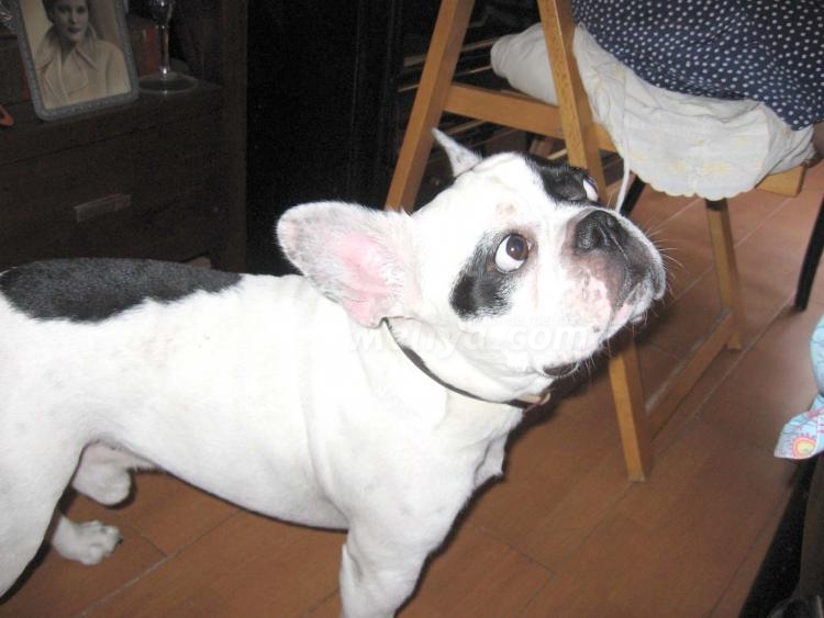 Bulldog francés, el perro de moda en Melilla