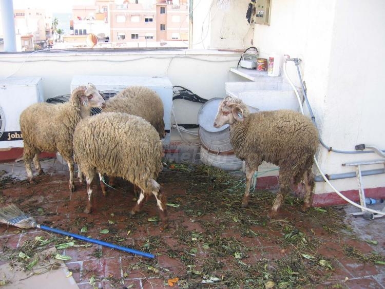 Amaruch, la Fiesta Grande en el seno de una familia melillense