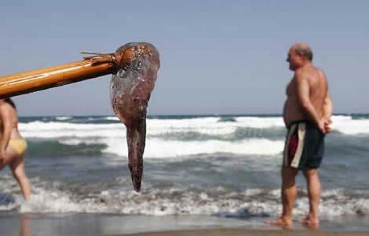 Medio Ambiente se fija en Melilla para la ejecución del Plan Medusas 2010