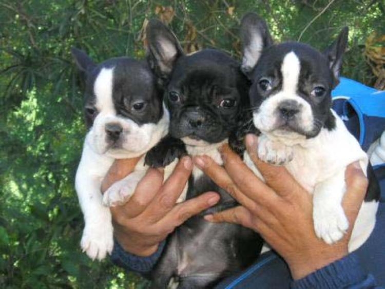Bulldog francés, el perro de moda en Melilla