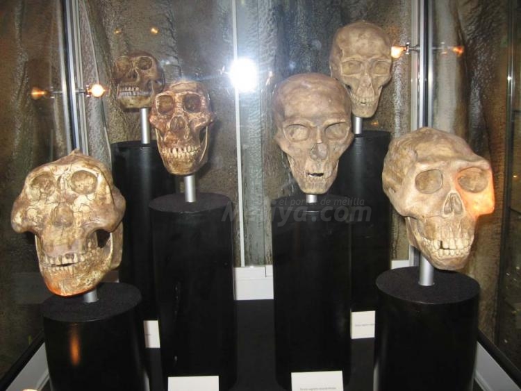 Darwin y Cabanillas ofrecen la segunda parte de 'Las especies extinguidas'