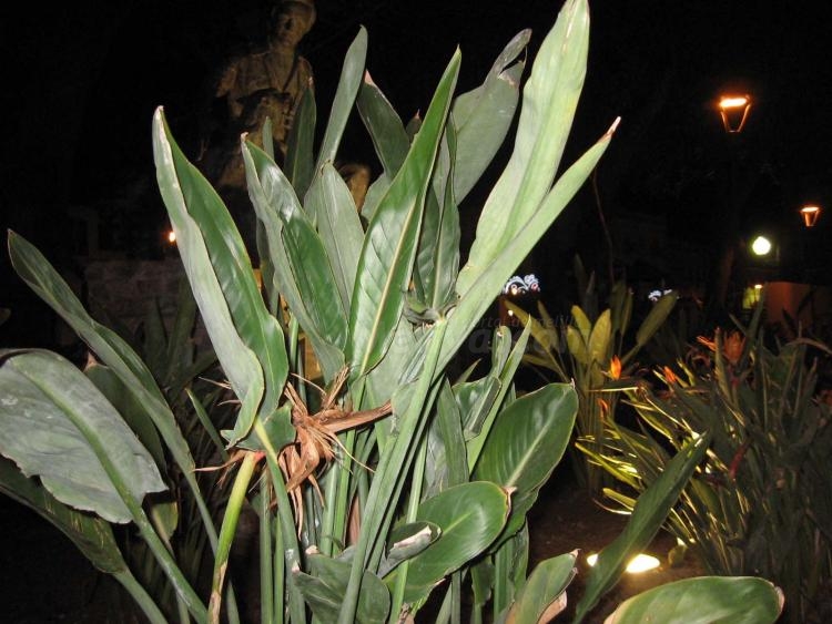 De día y de noche, el Parque es hermoso, don Venancio