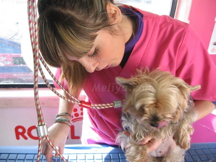 Unidad móvil para coquetería canina, 'Dogsbubble'
