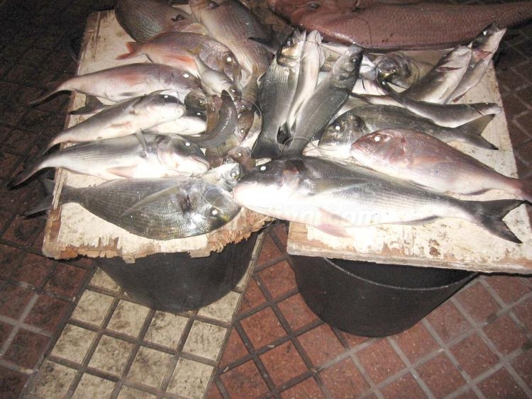 Pescado fresquísimo en el 'Roqueo de la Palmera'