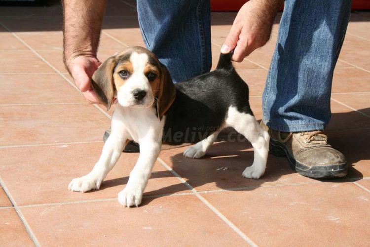 Cuidado con los animales como regalo de Navidad