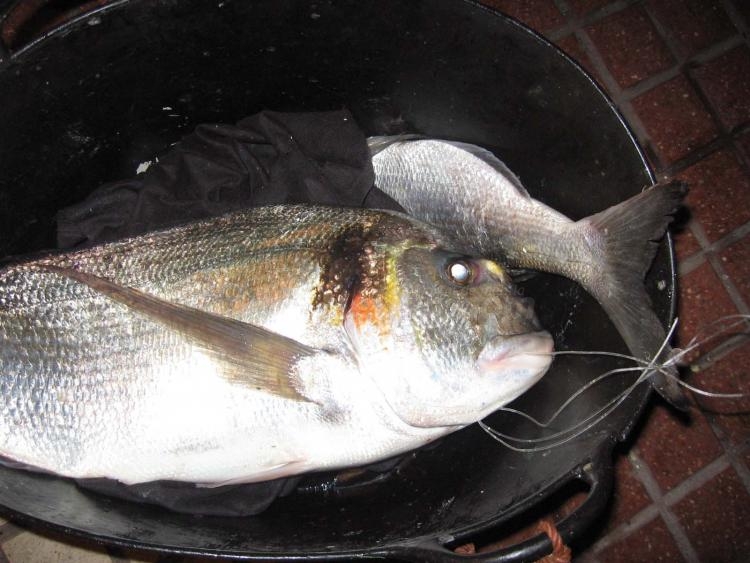 Pescado fresquísimo en el 'Roqueo de la Palmera'