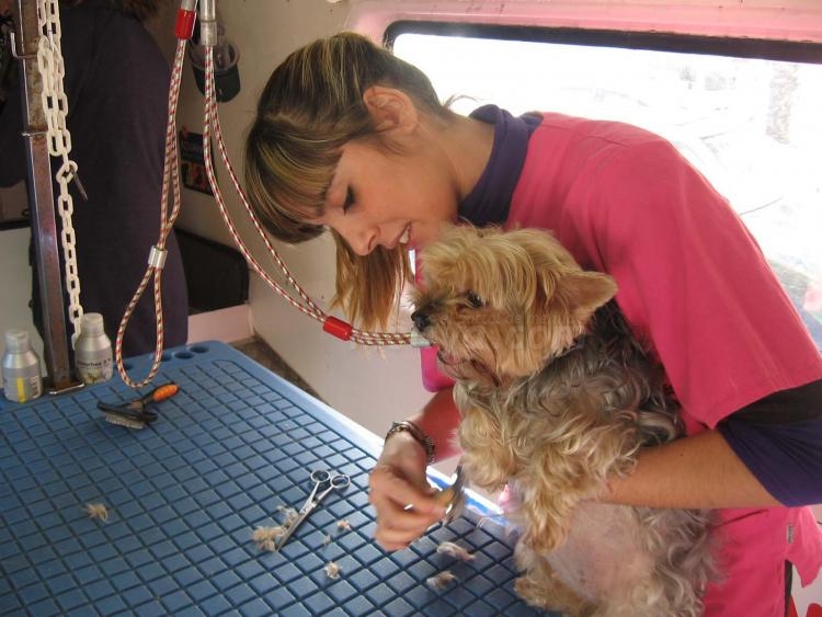 'Dogsbuble', cuidados caninos a domicilio