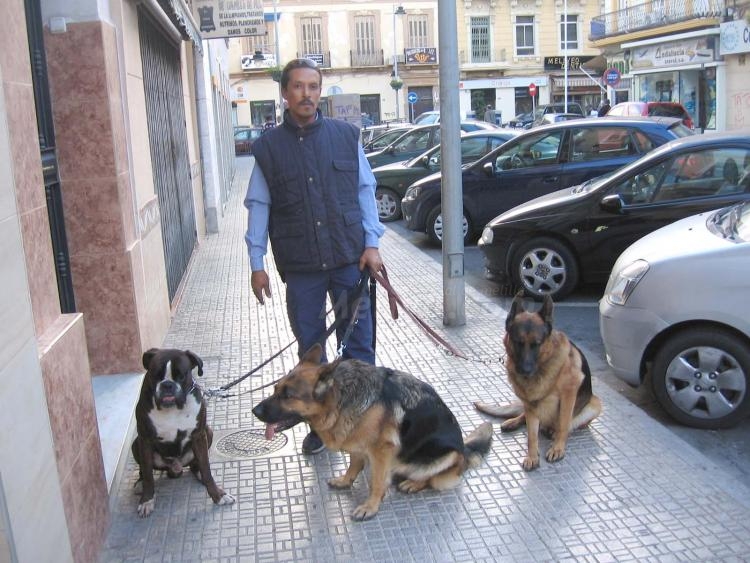 El señor de los perros los pasea y les enseña con disciplina prusiana
