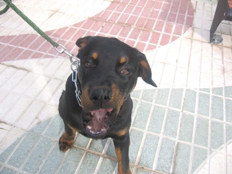 El rottweiler de Miguel Ángel es un amor