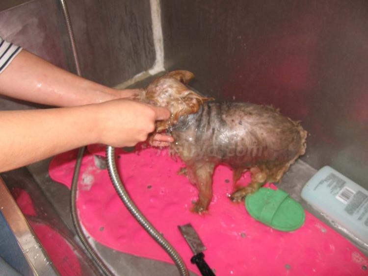 Unidad móvil para coquetería canina, 'Dogsbubble'