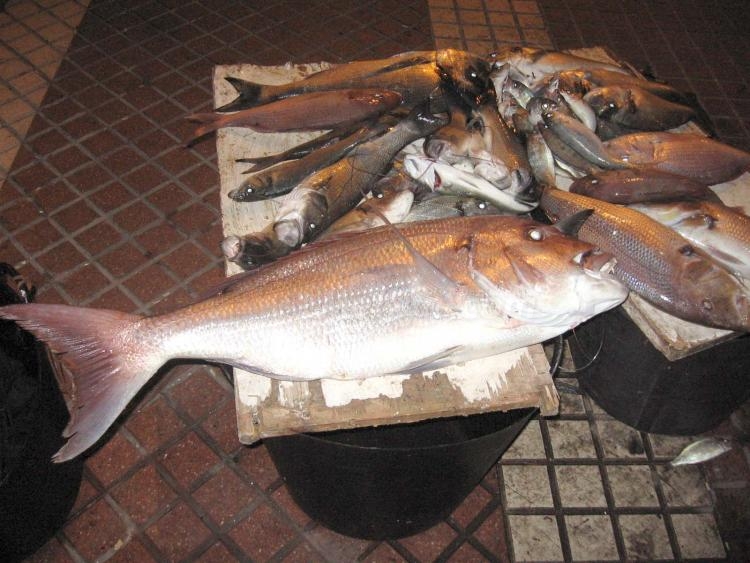 Pescado fresquísimo en el 'Roqueo de la Palmera'