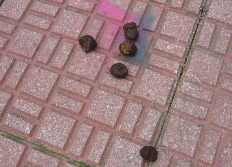 Melilla, paraíso de la caca perruna no recogida