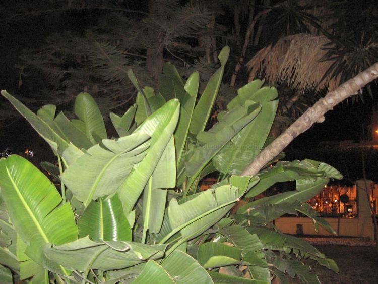 De día y de noche, el Parque es hermoso, don Venancio