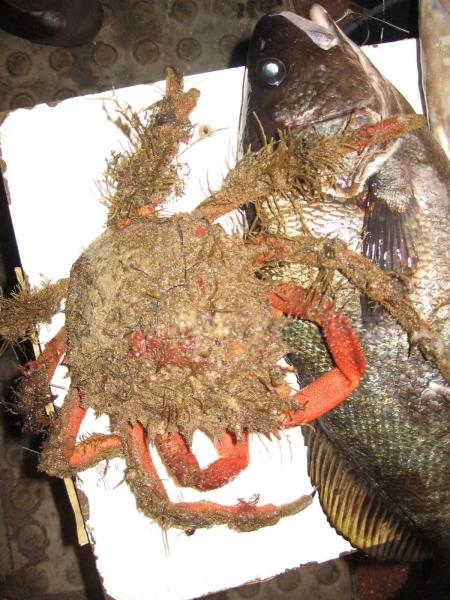 Pescado fresquísimo en el 'Roqueo de la Palmera'