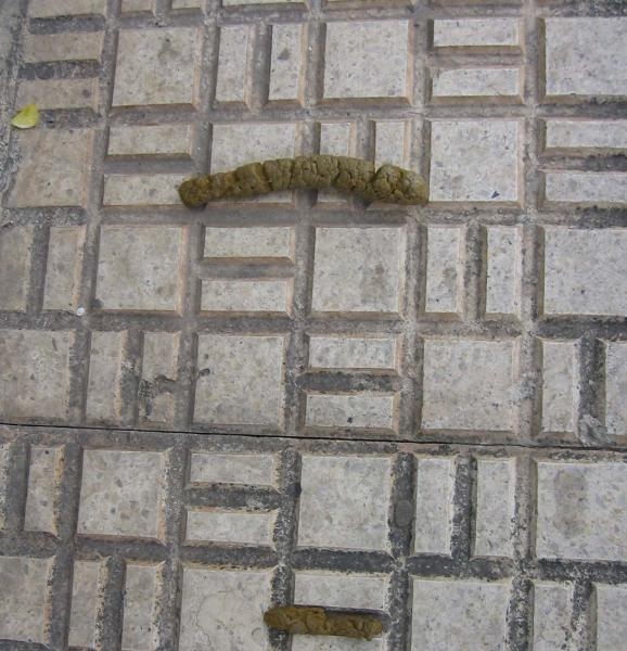 Melilla, paraíso de la caca perruna no recogida
